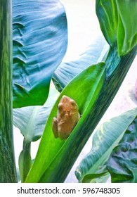 Frog on the leaf