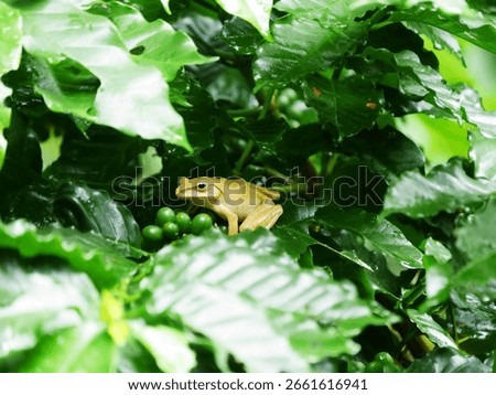 frog on a leaf, A small brown frog rests among green coffee cherries and shiny coffee leaves in a lush rainforest setting, blending into its vibrant natural habitat