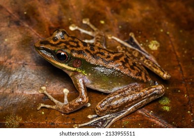 Frog On The Leaves,could Be New Species