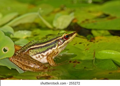 Frog On Lilly Pad