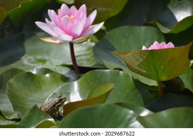 Frog On A Lilly Pad Bloomming