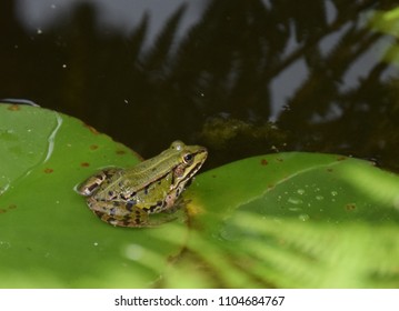 Frog On A Lily Pad At The Garden Pond