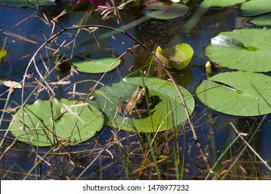 Frog On Lily Pad In Pond  Morgan County Alabama 