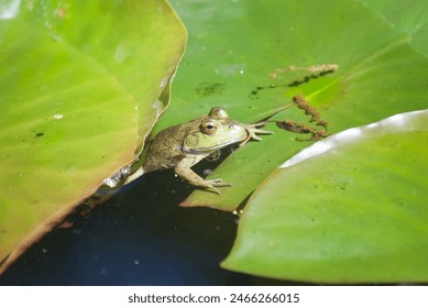 frog on lily pads in a pond - Powered by Shutterstock