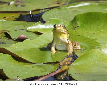 frog on lily pad