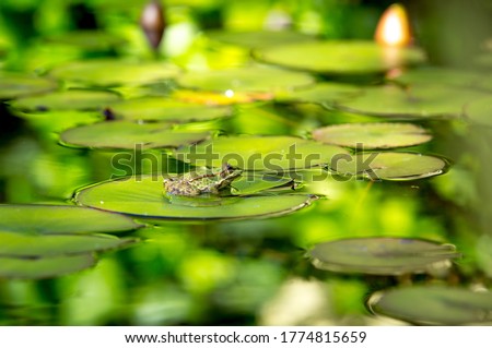 Frog on the pond. The frog basks in the sun sitting on a lotus leaf.