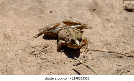 Madagascar´´` Frog On Sand Without  Water