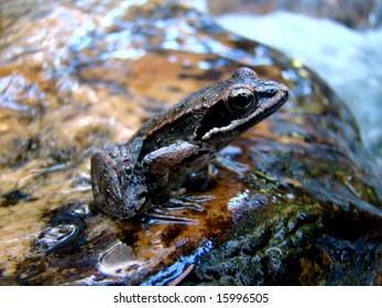 Frog on top of stone near stream - Shutterstock ID 15996505