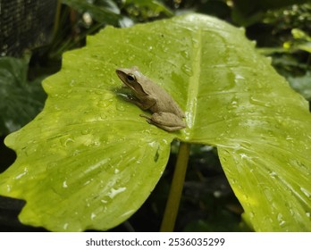 frog on wet leaf, frog on leaf, frog on green leaf - Powered by Shutterstock