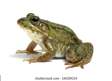 Frog on White