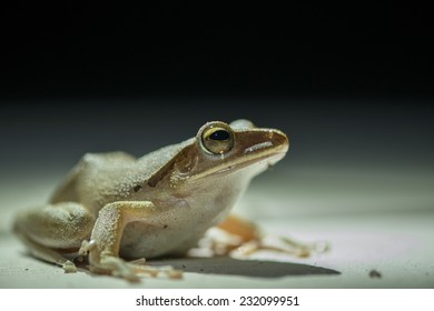 frog On a white background