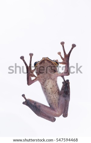 Frog on White Background - macro shot