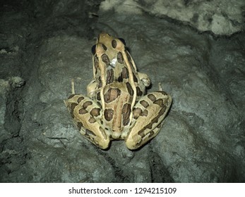 Frog In Palo Verde National Park