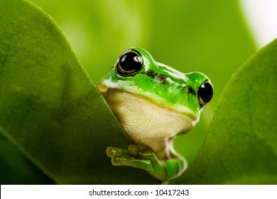 かわいい小さな緑の木のカエルが葉の奥から覗き込んでいる写真素材 Shutterstock