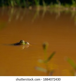 Frog peering through the mud.