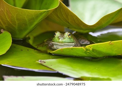 Frog perched on water lily and leaf in pond - Powered by Shutterstock