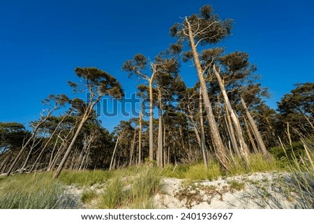 Similar – Image, Stock Photo Frog perspective | View into the bare treetops in the forest.