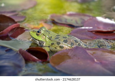 Frog Photo Among Water Lilies