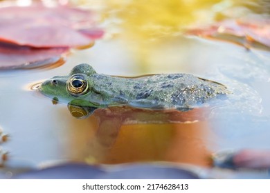 Frog Photo Among Water Lilies II.
