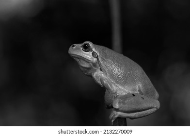 Frog Photo Black And White