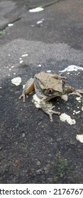 Frog - Photo Taken In Kwa Zulu Natal