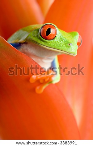 Similar – Image, Stock Photo Close-up of a frog against a night sky background with visible stars and soft glowing horizon