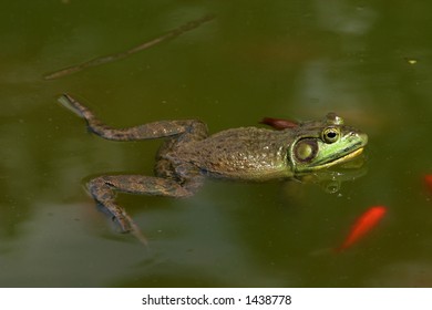 frog in pond