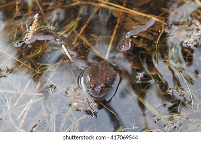 frog in pond