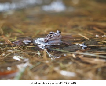 frog in pond