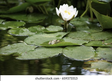 Frog In Pond
