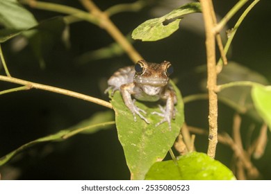 frog in the pond, frog on a water lily leaf, green frog on a leaf, green colors - Powered by Shutterstock