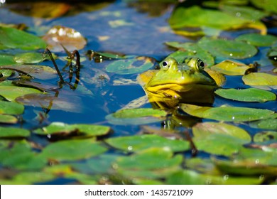 Frog popping head up from lilypads - Powered by Shutterstock