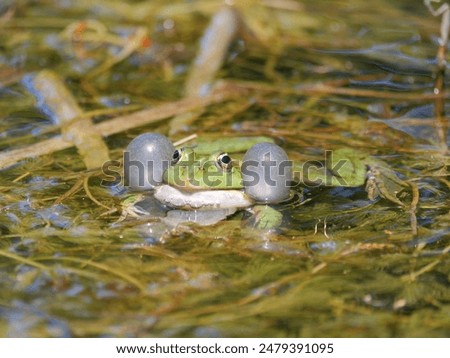 A frog r esting in a pond surrounded by vegetation