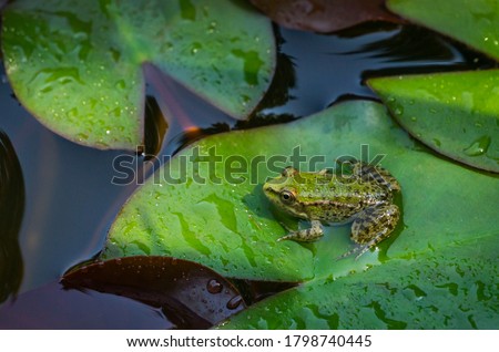  Frog Rana ridibunda (pelophylax ridibundus) sits in pond on green leaf of water lily. Close-up of small frog in natural habitat.