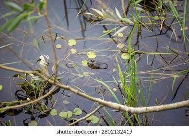 A close‑up of a greenish‑brown frog resting just beneath the surface of a shallow pond, surrounded by reeds, lily pads, and reflections of the sky. The amphibian’s eyes and head peek above the water, blending seamlessly with the natural vegetation. The composition captures the quiet stillness of a marsh ecosystem, emphasizing camouflage, texture, and the delicate balance of aquatic life. This image evokes calm and curiosity, ideal for themes of wildlife, biodiversity, wetlands conservation, and nature photography. The soft light and muted tones highlight the frog’s natural habitat and the intricate details of the pond environment — from rippling reflections to submerged stems and floating leaves.