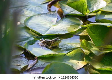 Frog Resting On A Lilly Pad In A Pond.