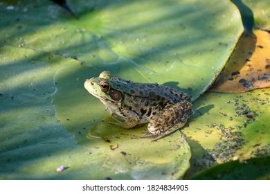 Frog Resting On A Lilly Pad In A Pond.