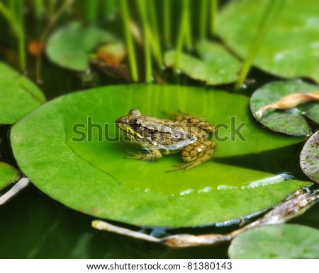 a Frog resting on a lotus leaf