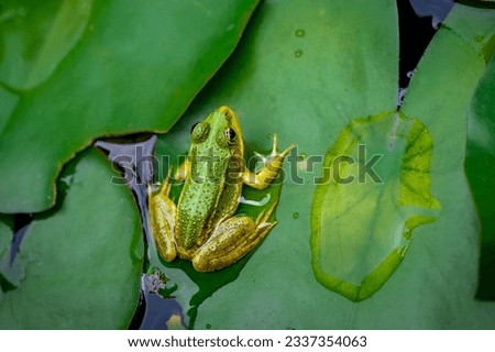 Frog resting. One green pool frog sitting on leaf. Pelophylax lessonae. European frog on water lily leaf. Marsh frog with Nymphaea leaf.