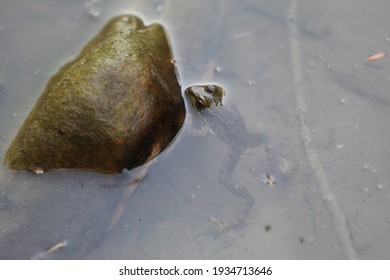 frog resting in the river