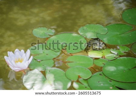 Frog rests on lily pads in tranquil pond. White lotus blooms nearby, enhancing scenes natural beauty. Soft natural lighting casts gentle reflections on water