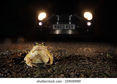 Frog In The Road