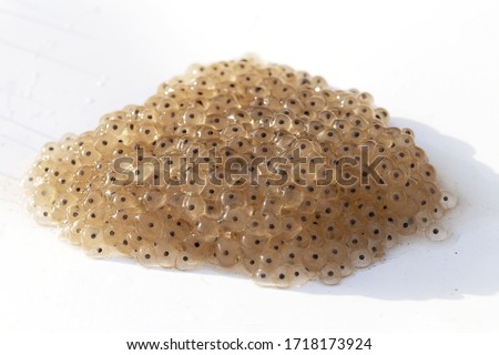 Frog roe on a white background. Reproduction of frogs.