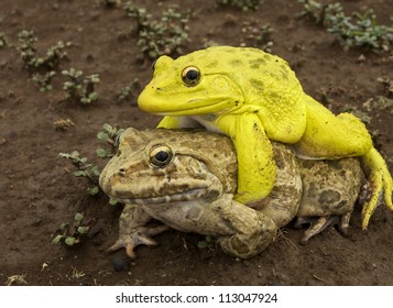 1,409 Frogs Sex Images, Stock Photos & Vectors | Shutterstock