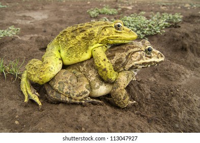 Frog Sex Animal Mating