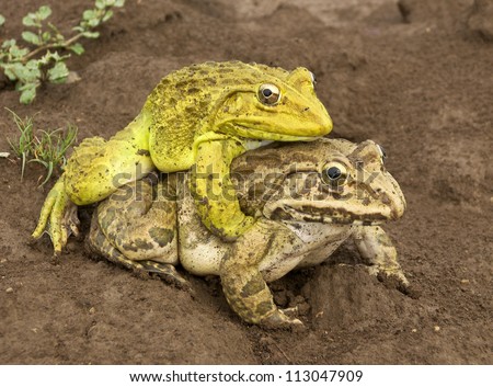 Frog picture sex