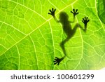 Frog shadow on the leaf