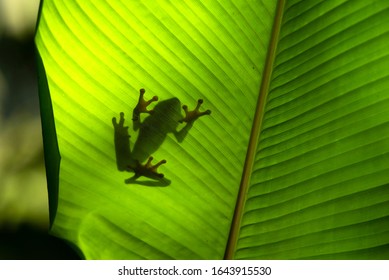 Frog Silhouette On Green Leaf