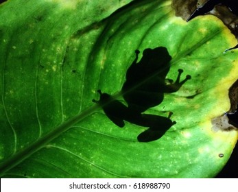 Frog sit on the leaf