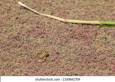 Frog Sits On Azolla Filiculoides